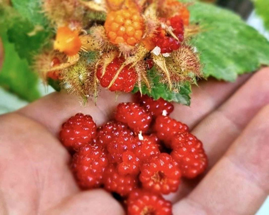 Doktorun bahçesindeki inanılmaz sır ortaya çıktı! 7